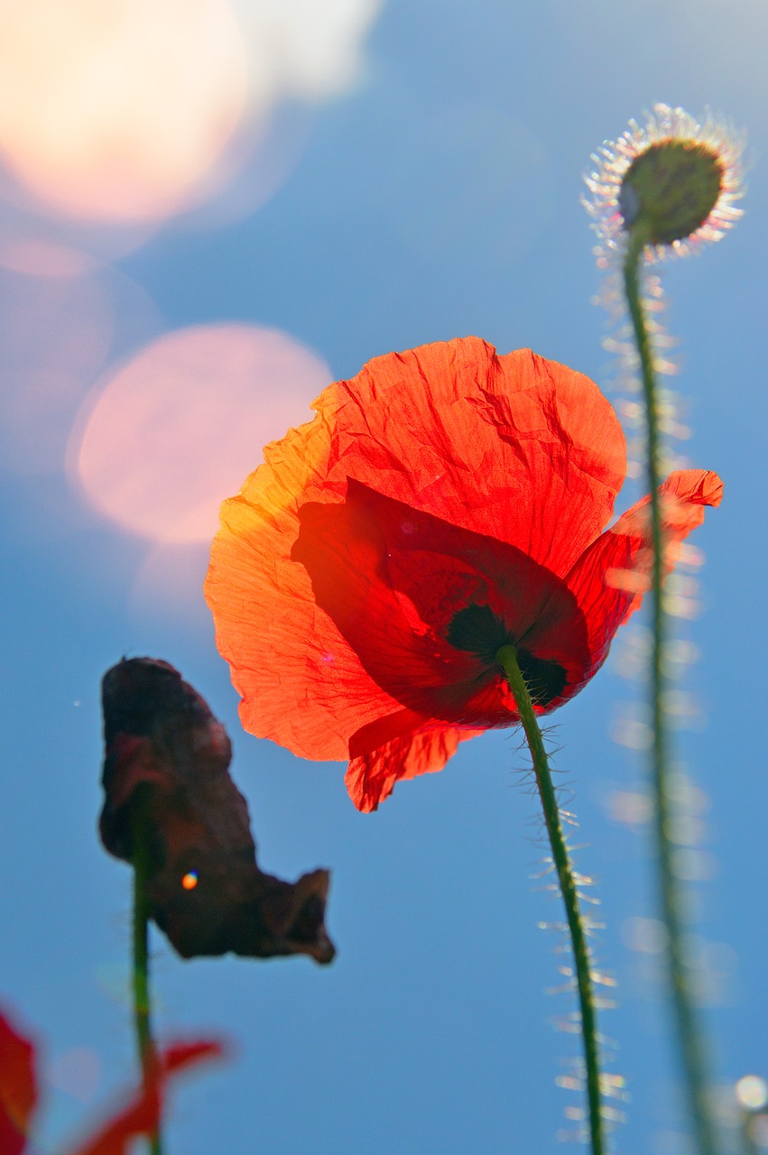 poppy  red  summer flower free photo