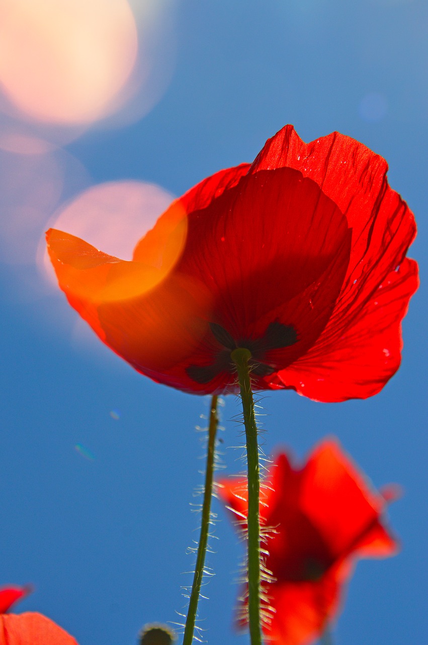 poppy  red  summer flower free photo