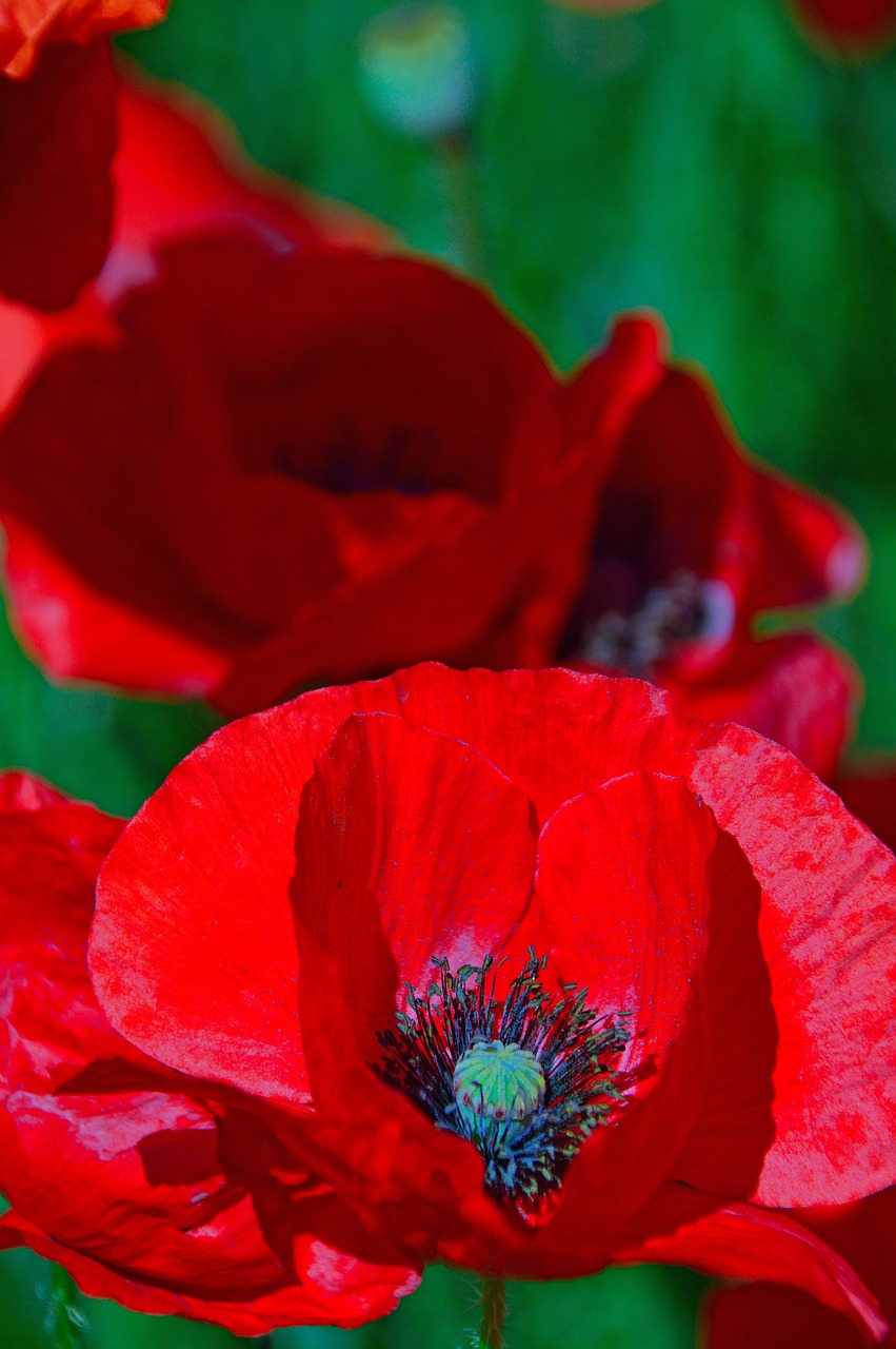 poppy  red  summer flower free photo