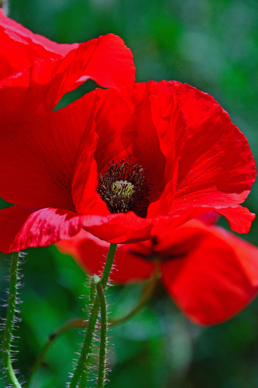 poppy  red  summer flower free photo