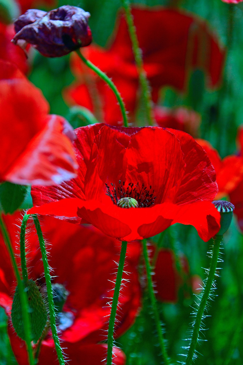 poppy  red  summer flower free photo