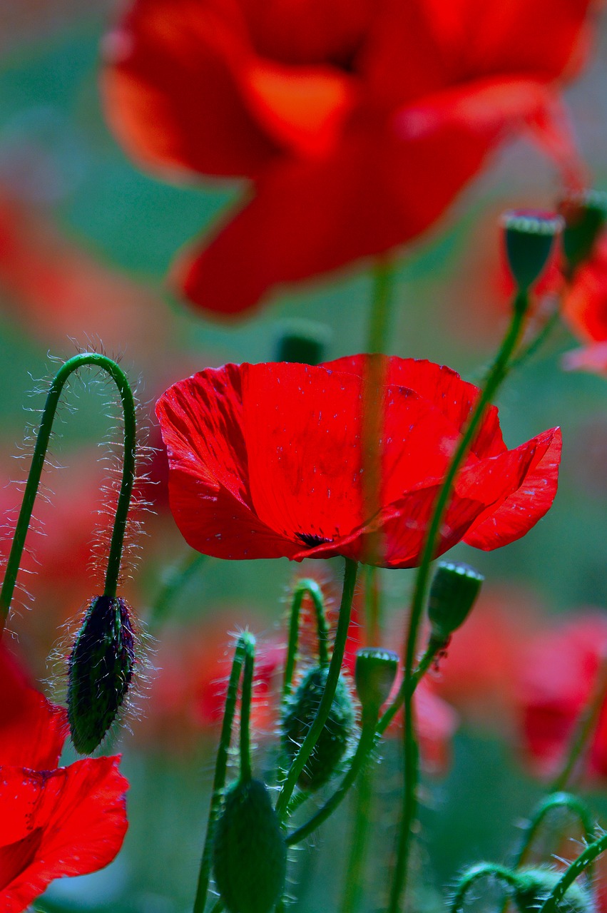 poppy  red  summer flower free photo