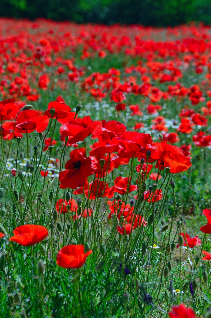 poppy  poppy field  red poppy free photo