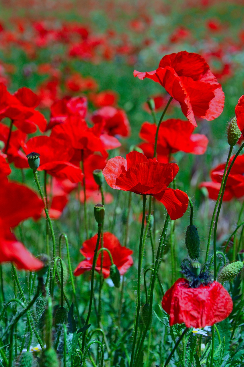 poppy  poppy field  red poppy free photo