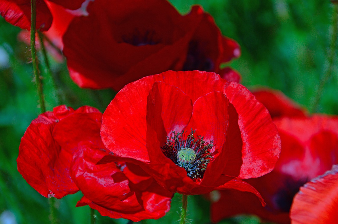 poppy  poppy field  red poppy free photo