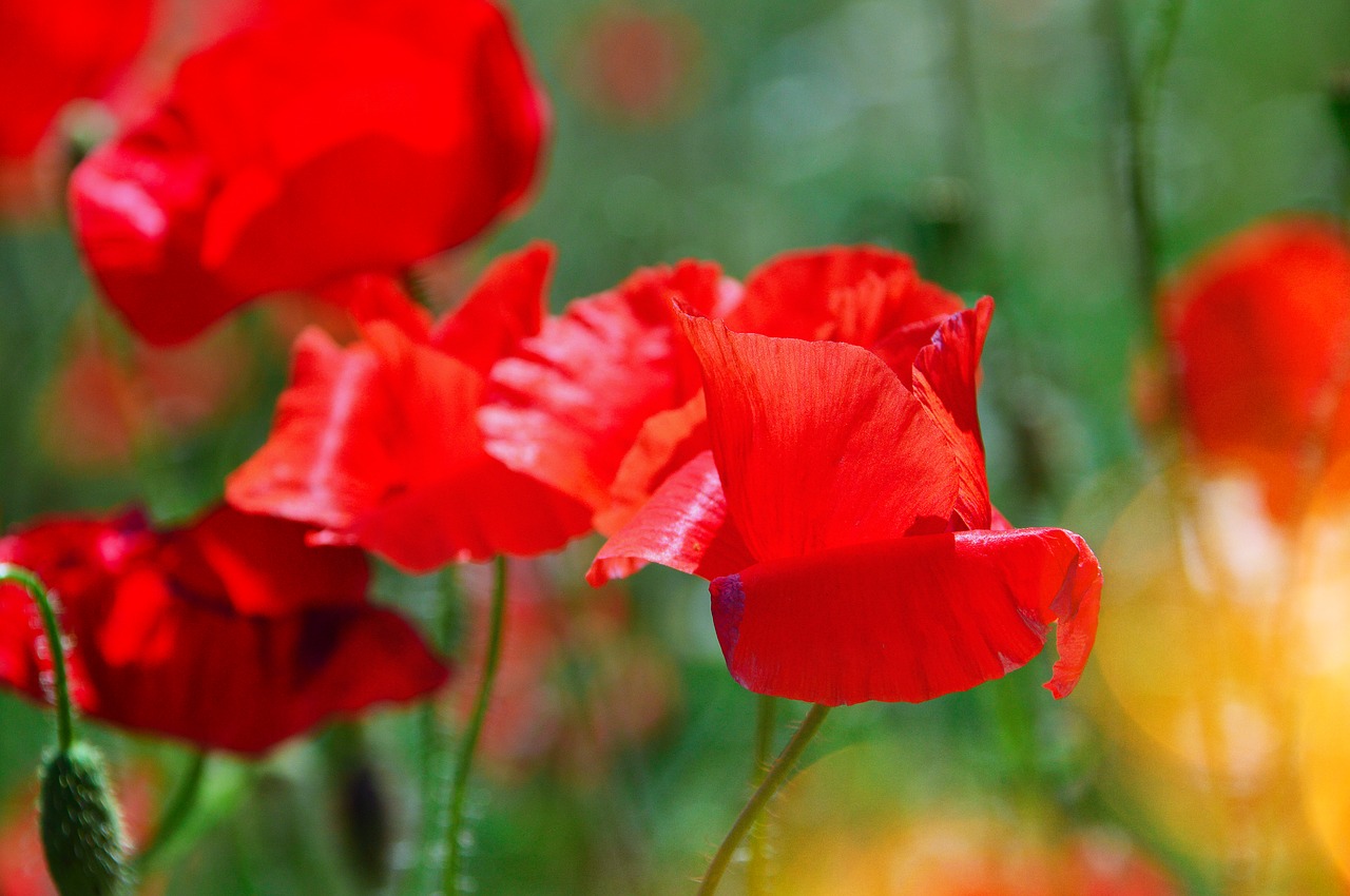 poppy  poppy field  red poppy free photo