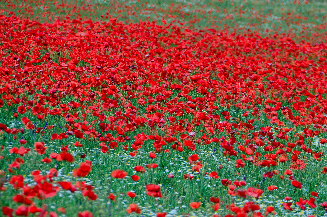 poppy  poppy field  red poppy free photo