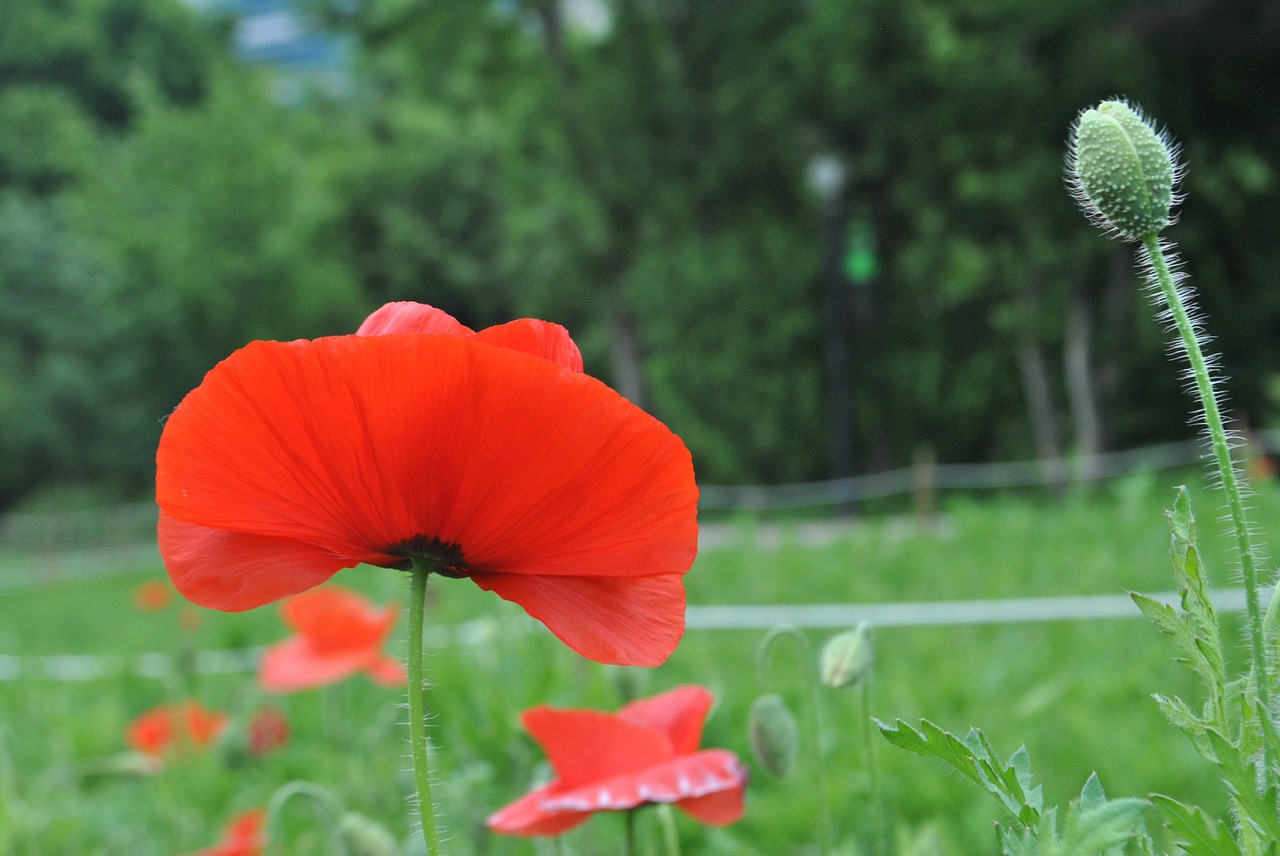 poppy  red  flowers free photo