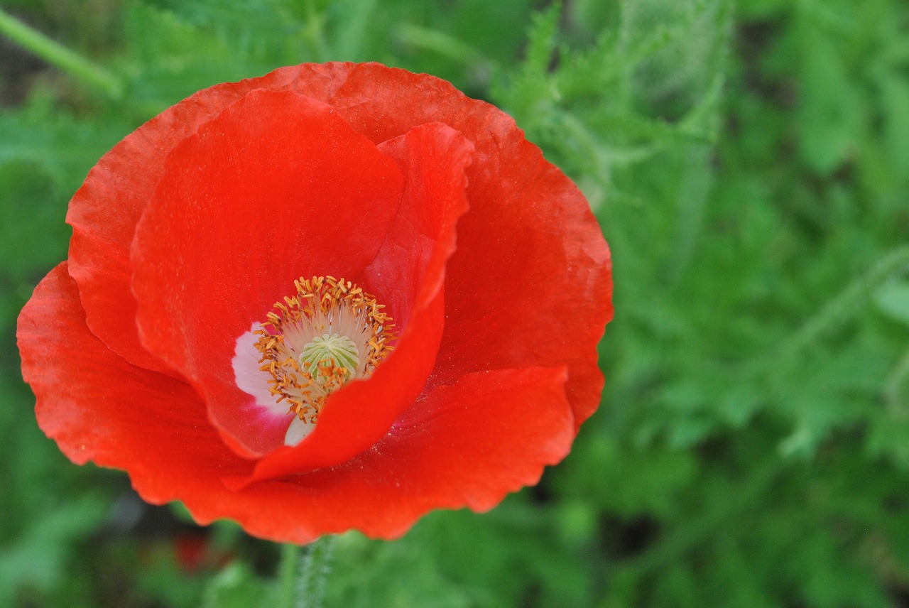 poppy  red  flowers free photo