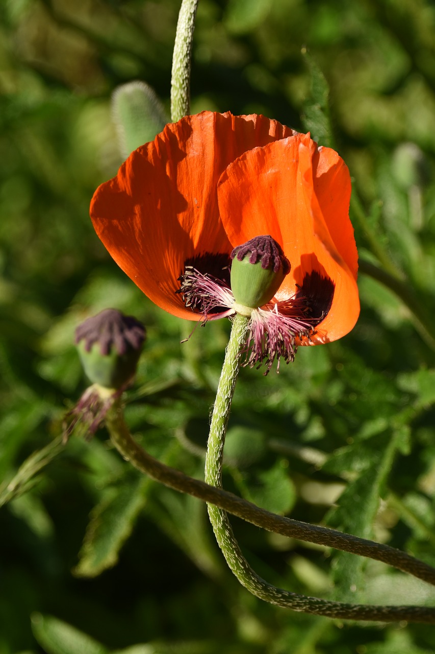 poppy  flower  orange free photo