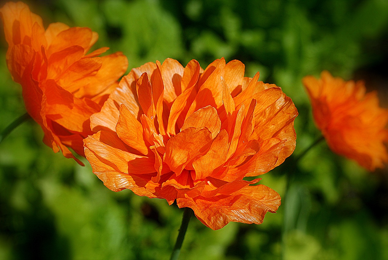 poppy  flower  bloom free photo