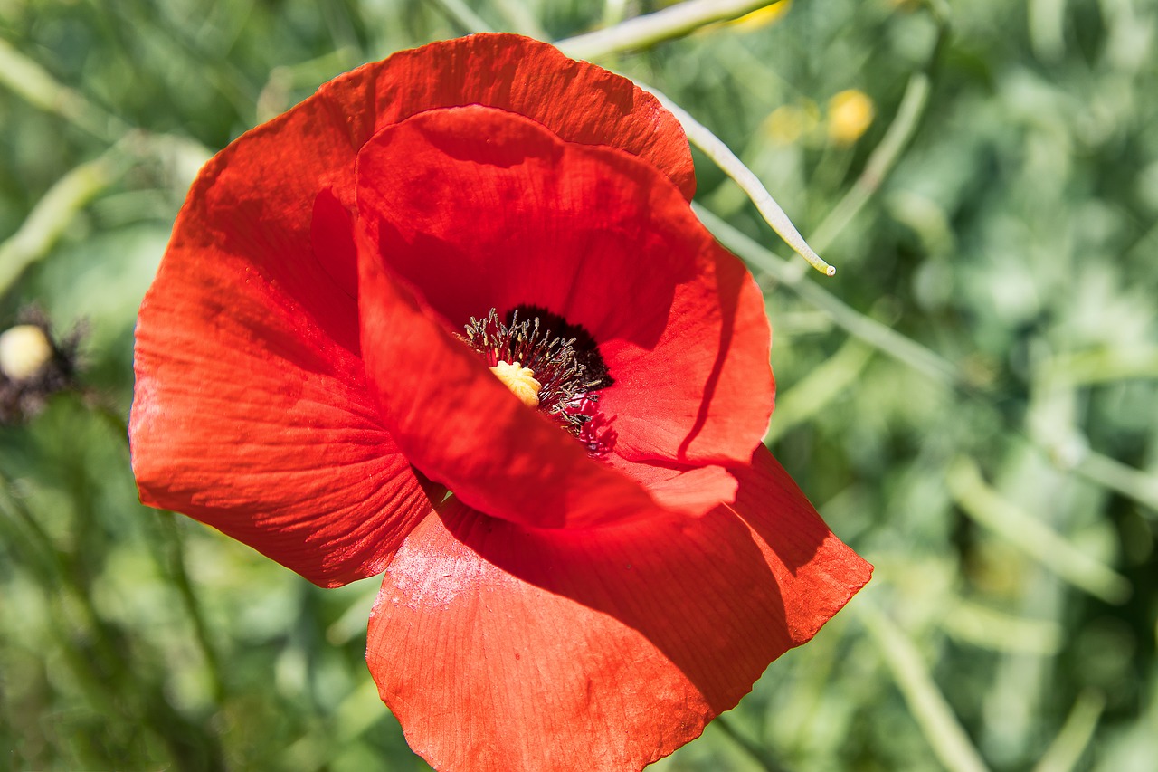 poppy  blossom  bloom free photo