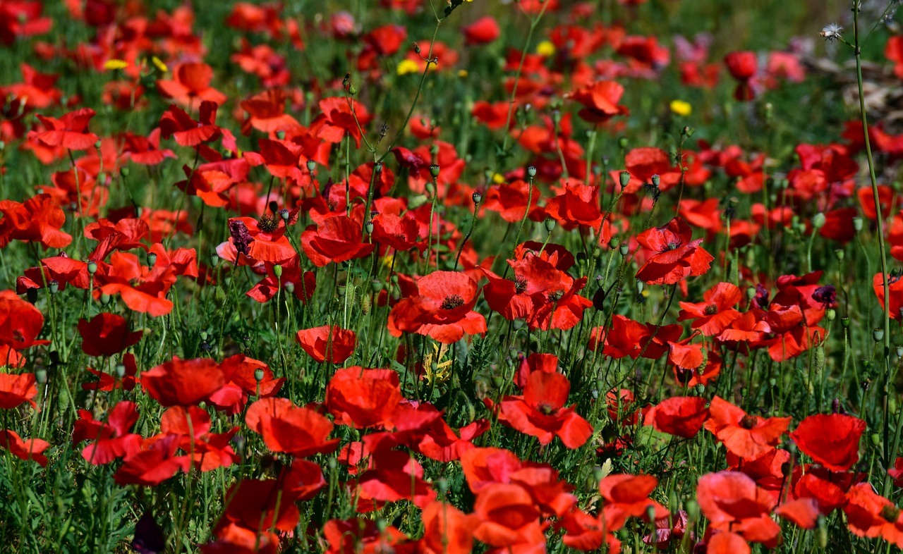 poppy  field of poppies  red free photo