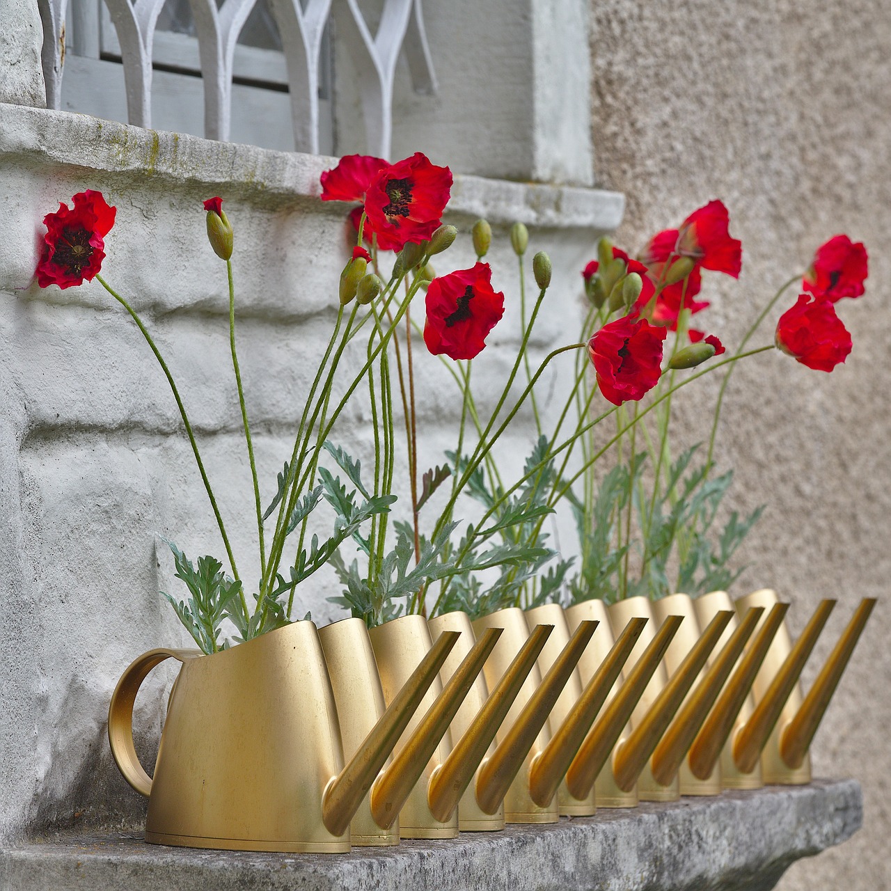 poppy  watering can  window free photo