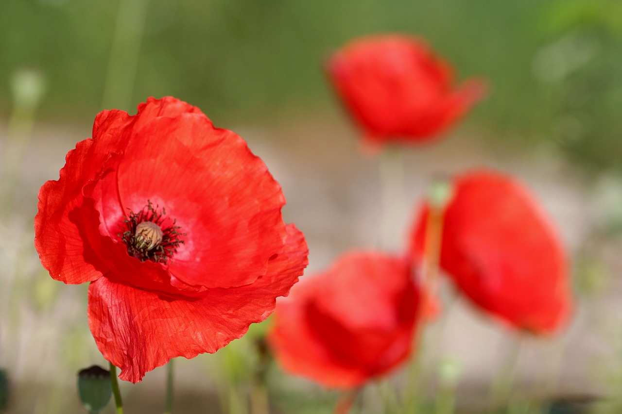 poppy  flower  red free photo