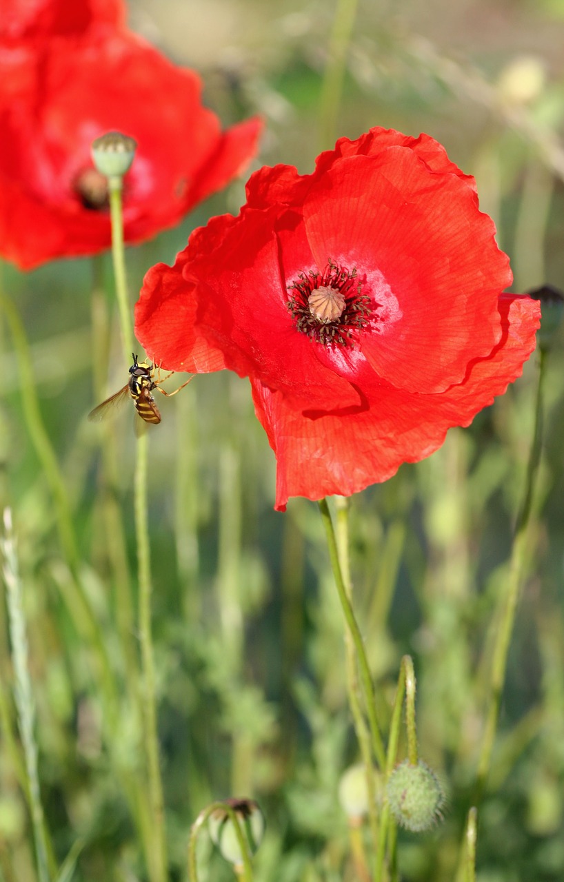 poppy  flower  nature free photo