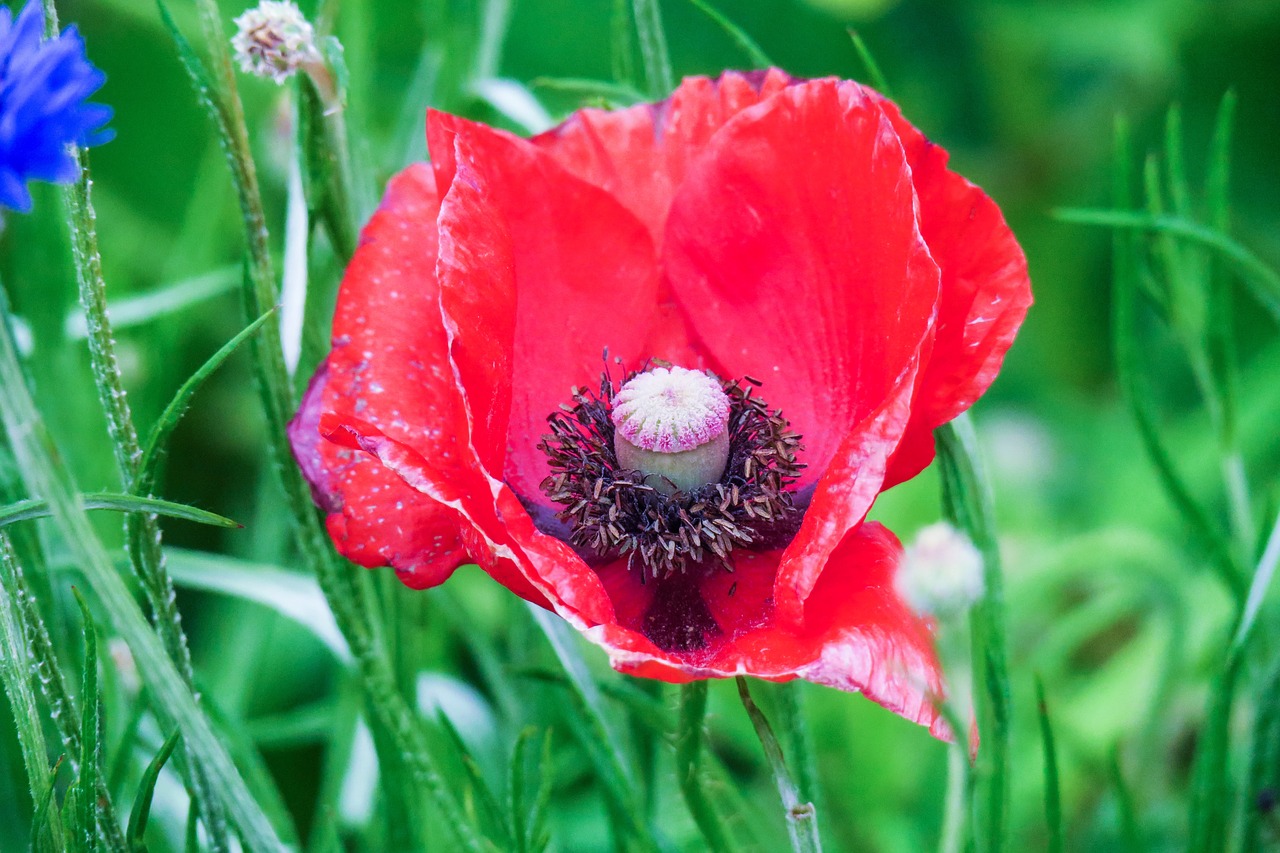 poppy  plant  nature free photo