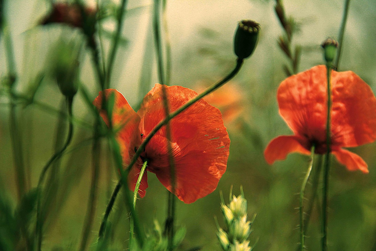 poppy flowers summer free photo