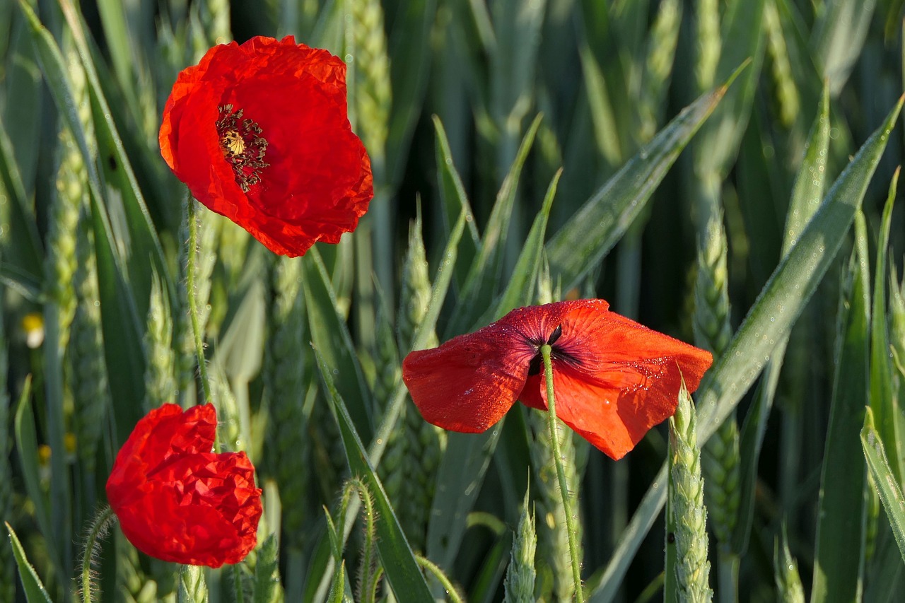 poppy  cornfield  red poppy free photo