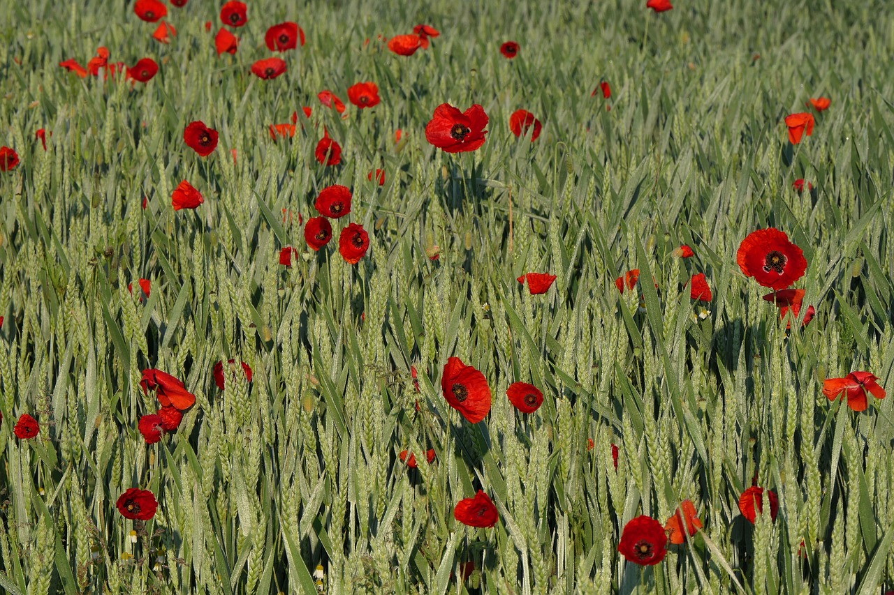 poppy  cornfield  cereals free photo