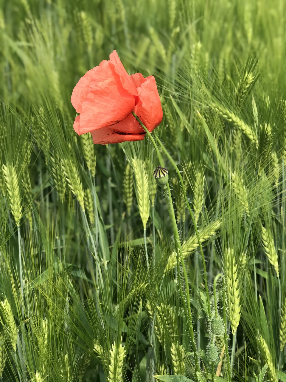 poppy  wheat  green free photo