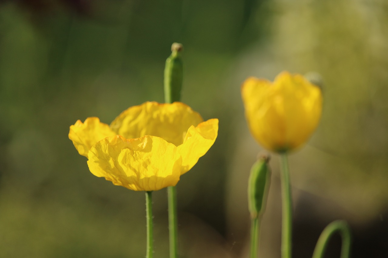 poppy  yellow poppy  blossom free photo