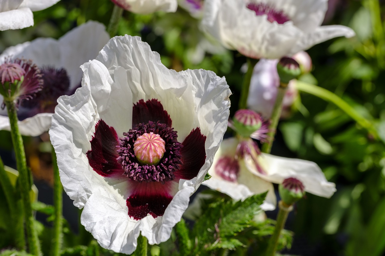 poppy  turkish poppy  oriental poppy free photo