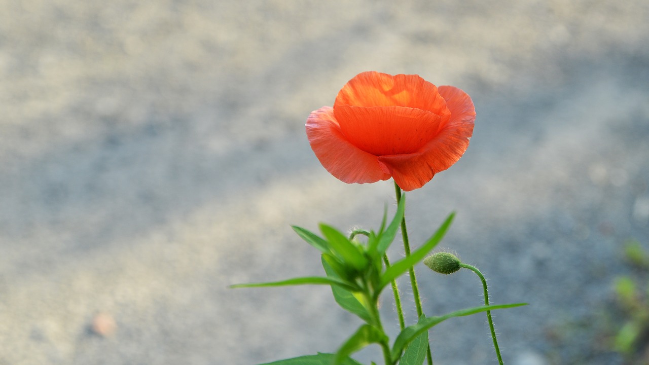 poppy  flowers  spring free photo