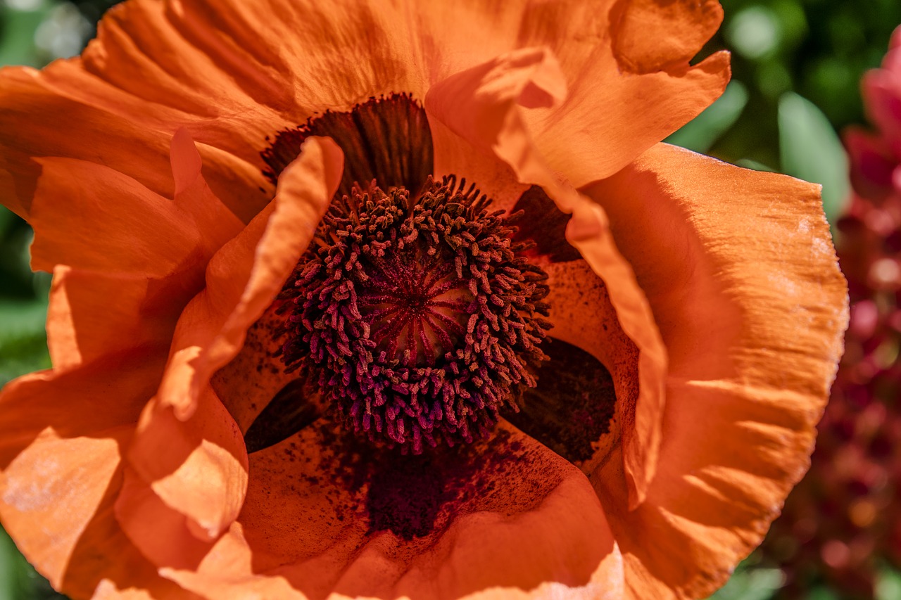 poppy  flower  nature free photo