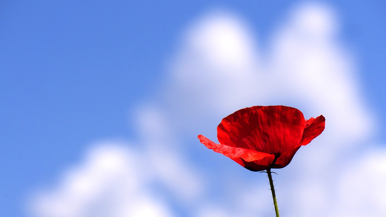 poppy  color red  cloud free photo