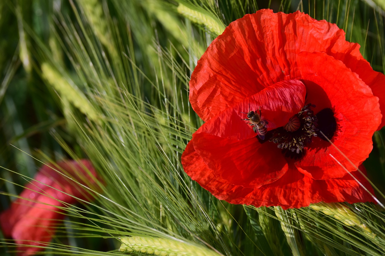 poppy  cereals  bee free photo