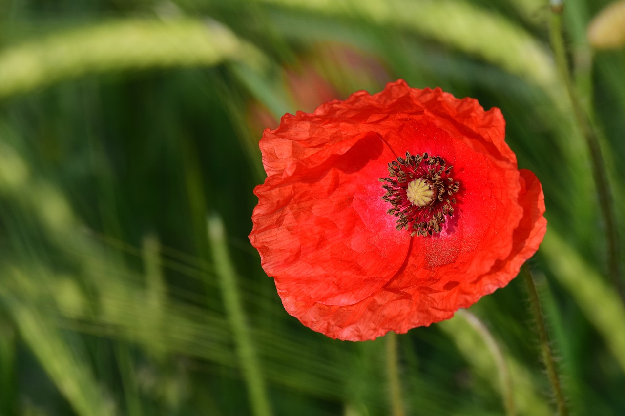 poppy  cereals  red free photo