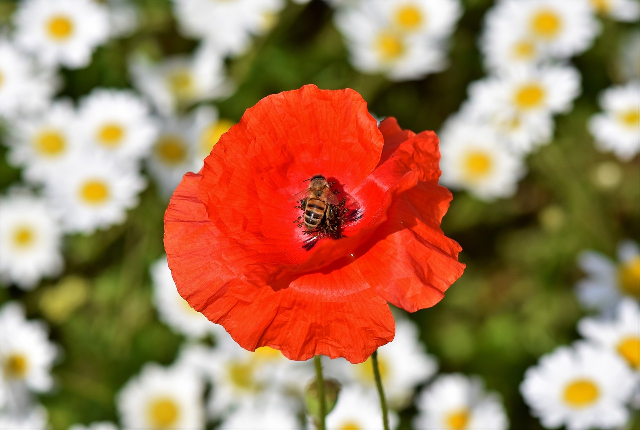 poppy  mohngewaechs  poppy flower free photo