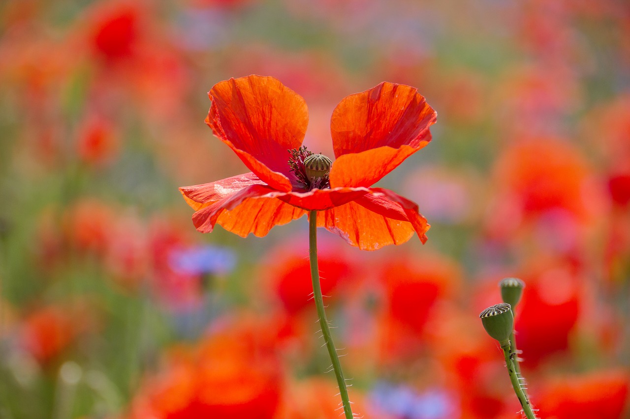 poppy  flower  blossom free photo