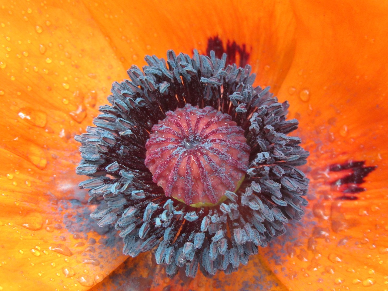 poppy  summer  stamens free photo