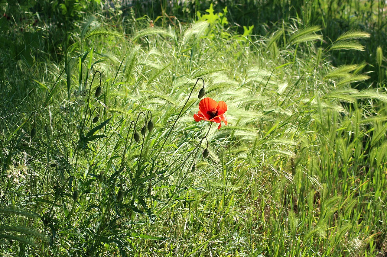 poppy  flower field  lonely free photo