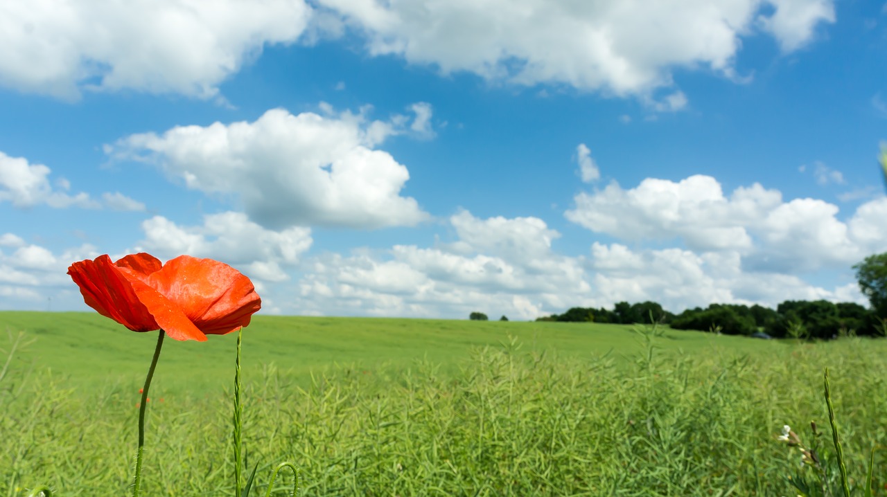 poppy  field  flower free photo