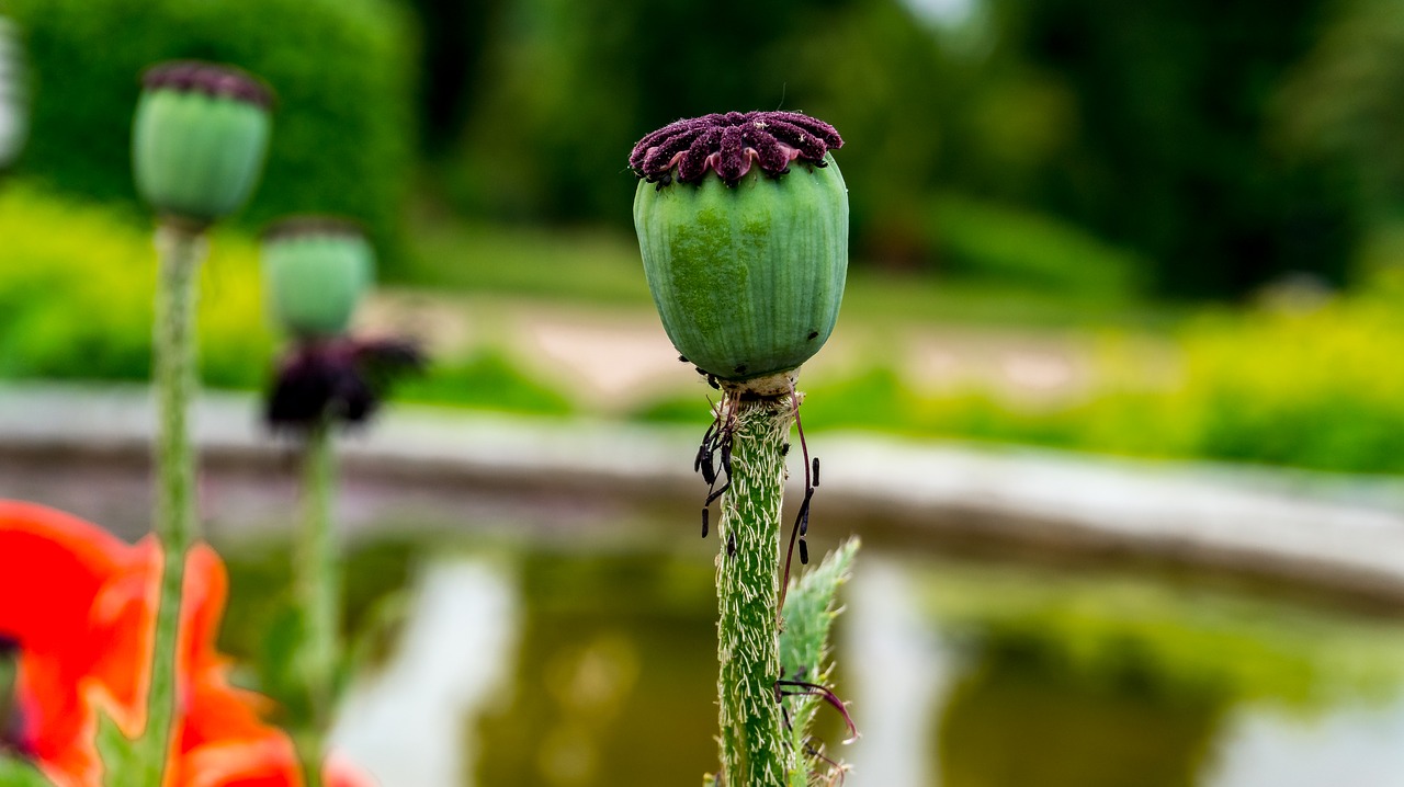 poppy  nature  plant free photo