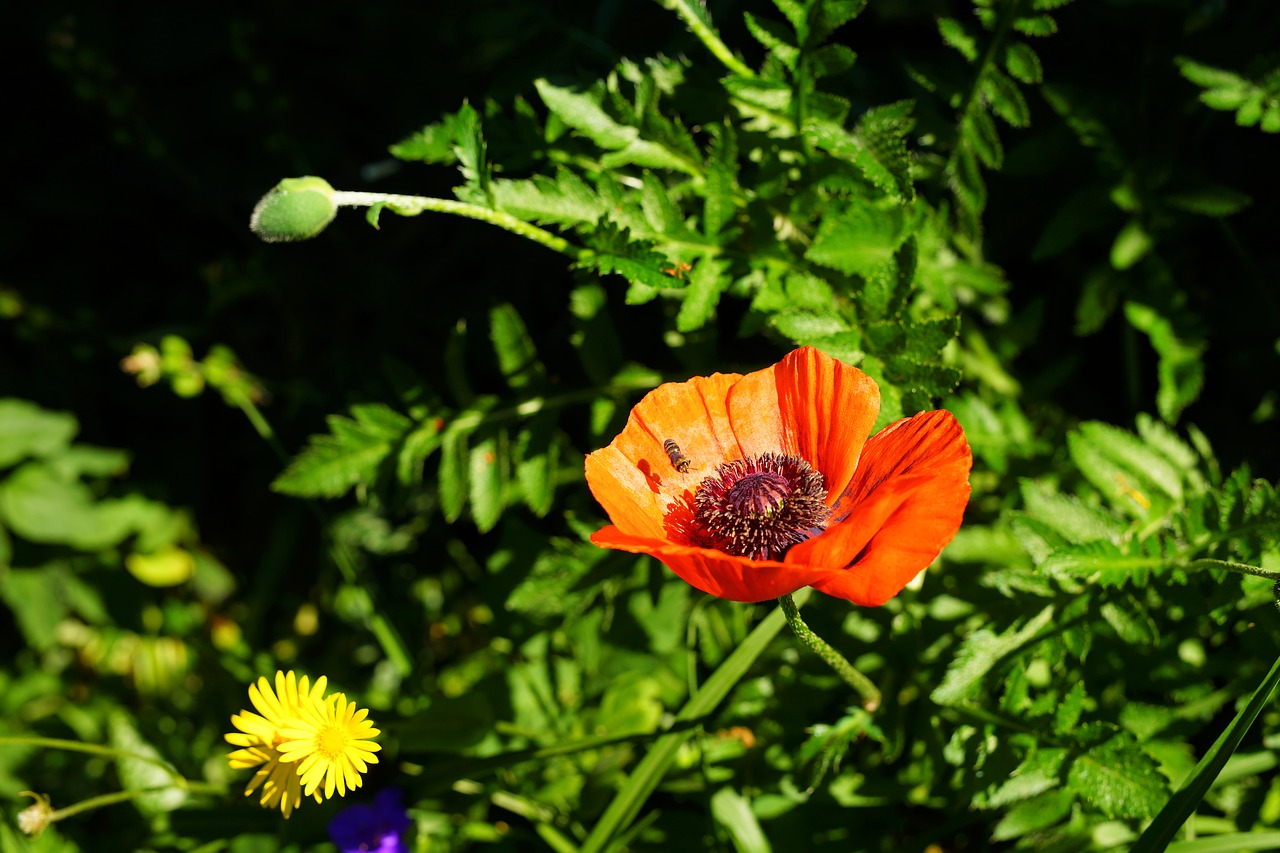 poppy  garden  mohngewaechs free photo