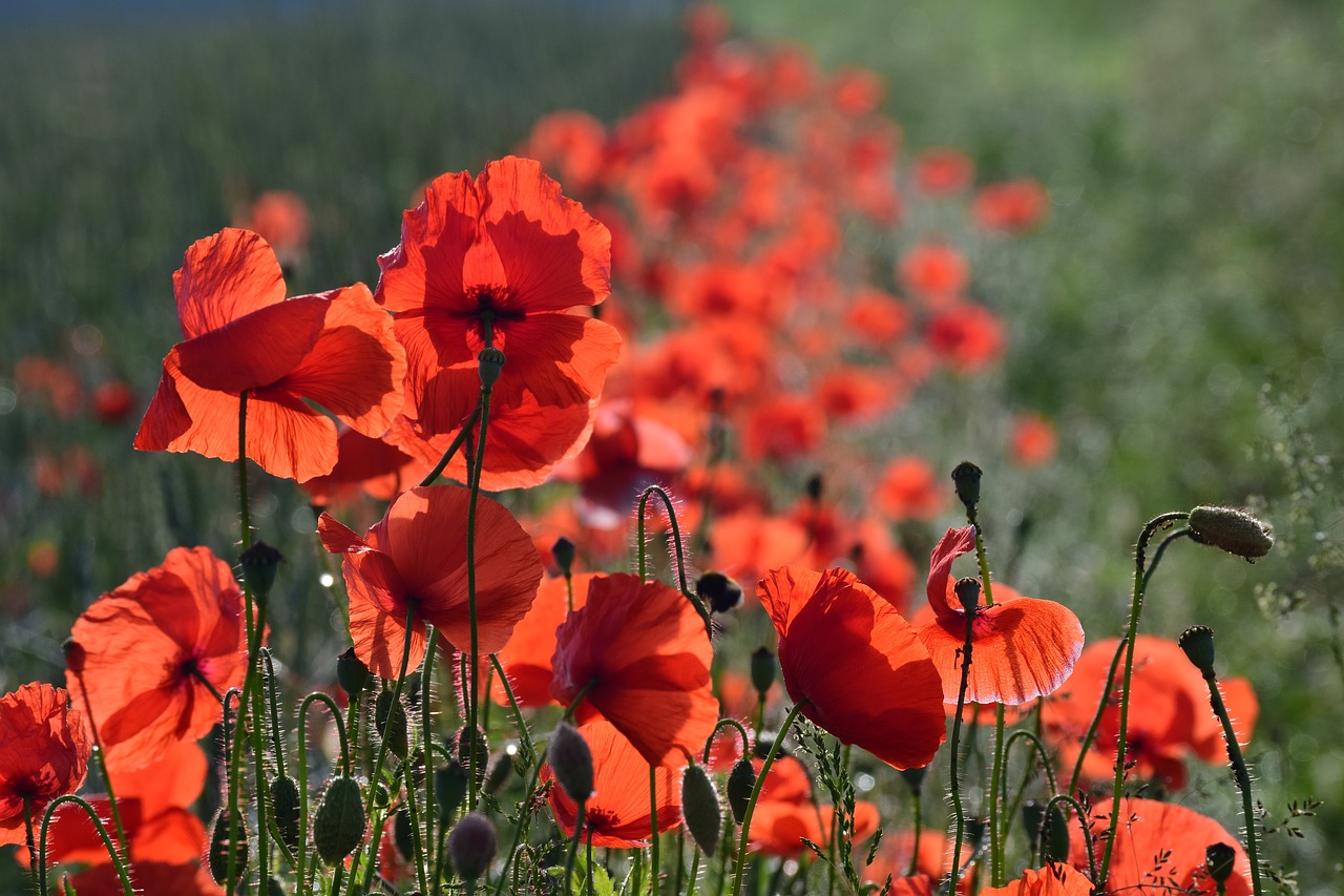 poppy  field of poppies  klatschmohn free photo