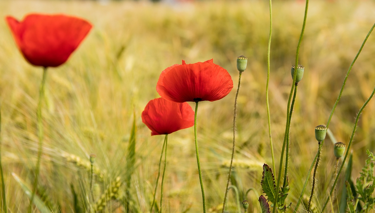 poppy  klatschmohn  blossom free photo