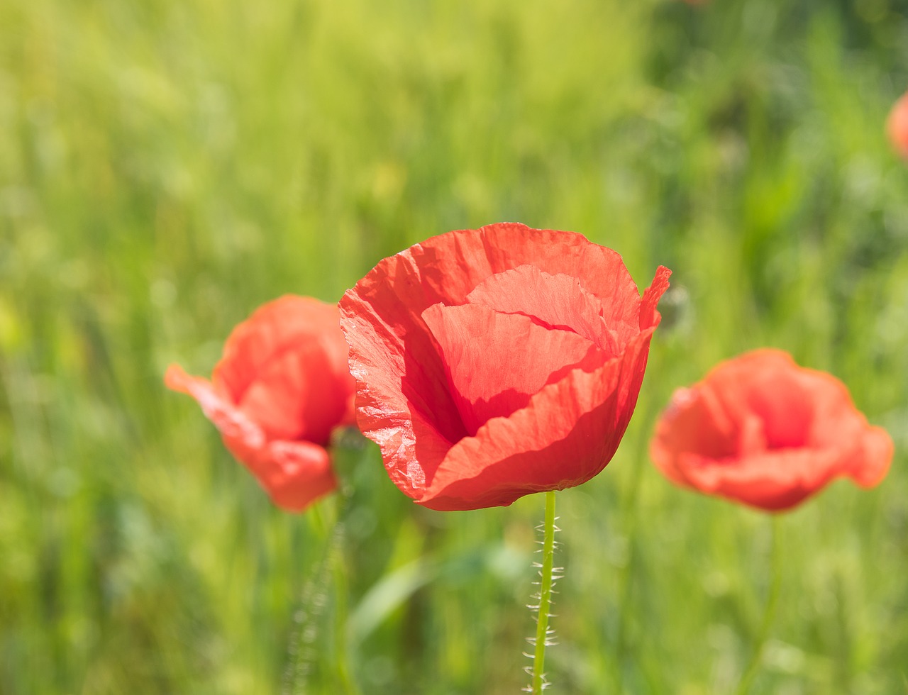 poppy  poppy flower  klatschmohn free photo