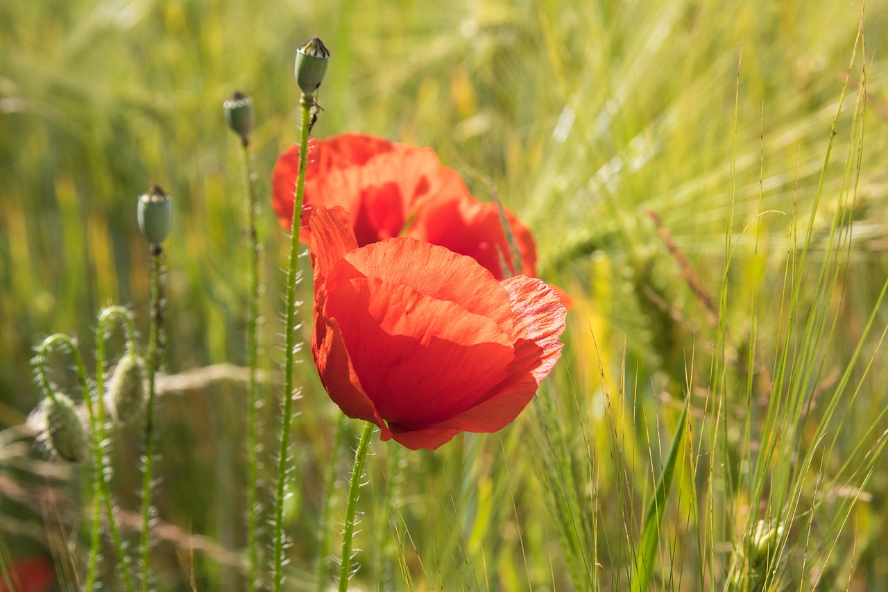 poppy  poppy flower  klatschmohn free photo