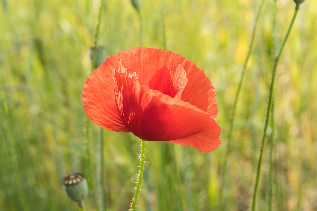 poppy  poppy flower  klatschmohn free photo