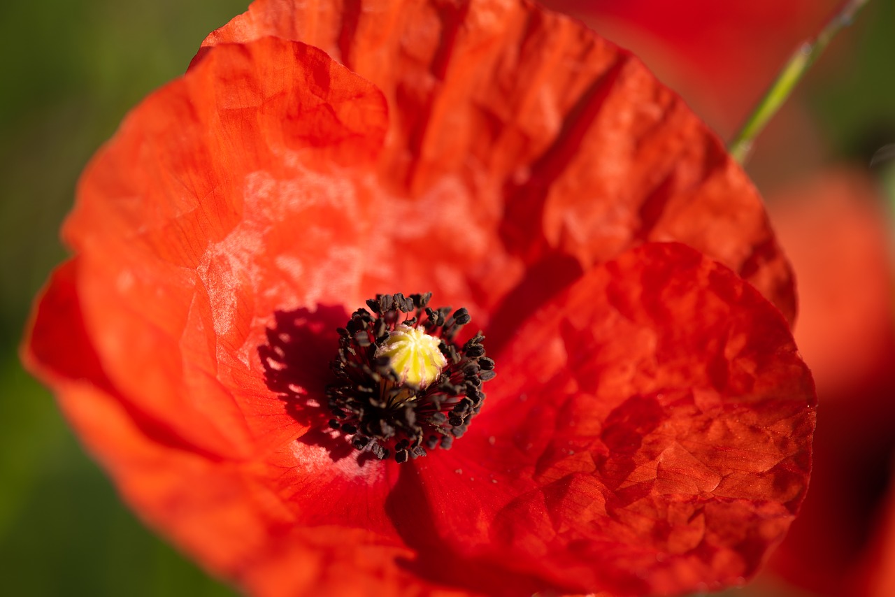 poppy  flower  red free photo