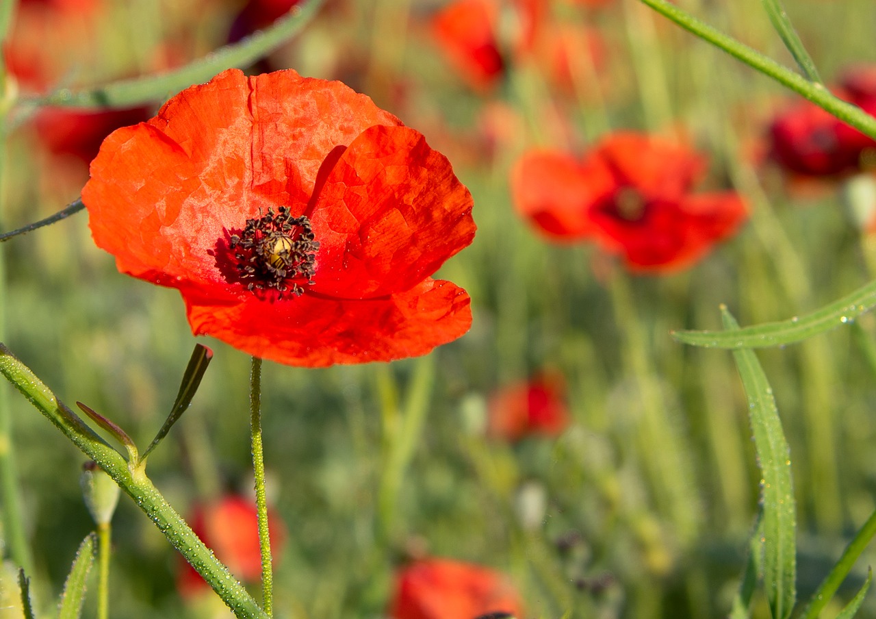 poppy  red  flower free photo