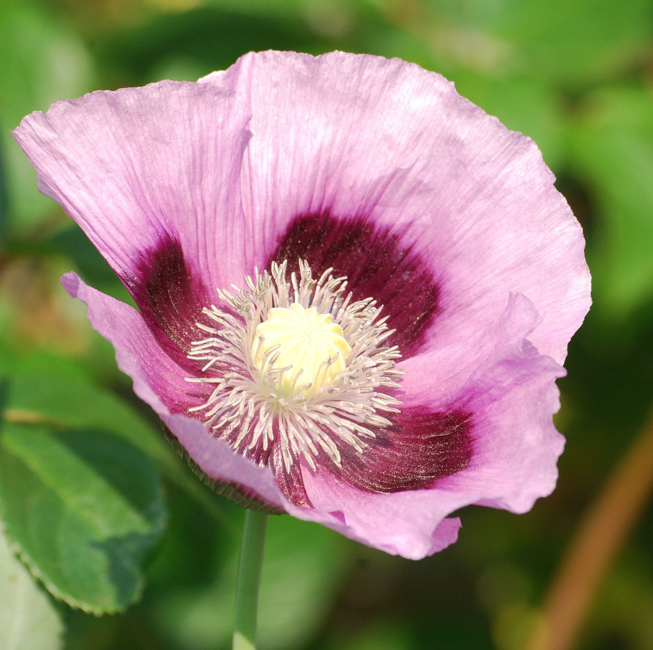 poppy plants garden free photo