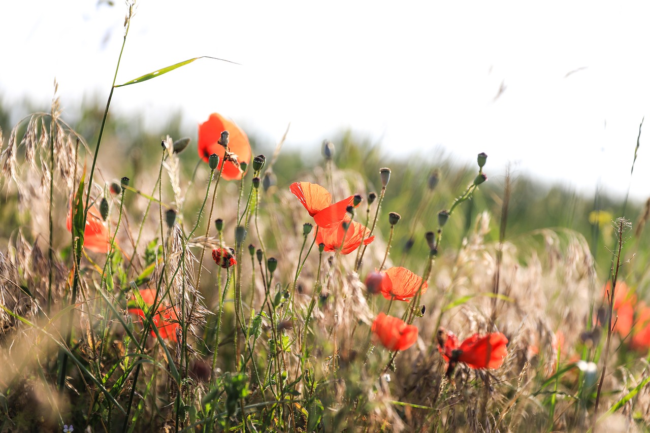 poppy  wildflower  flower free photo