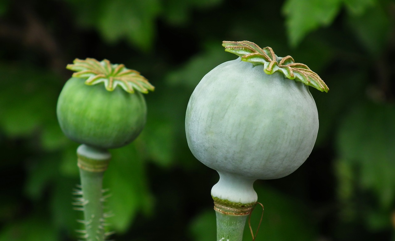 poppy  makowka  nature free photo