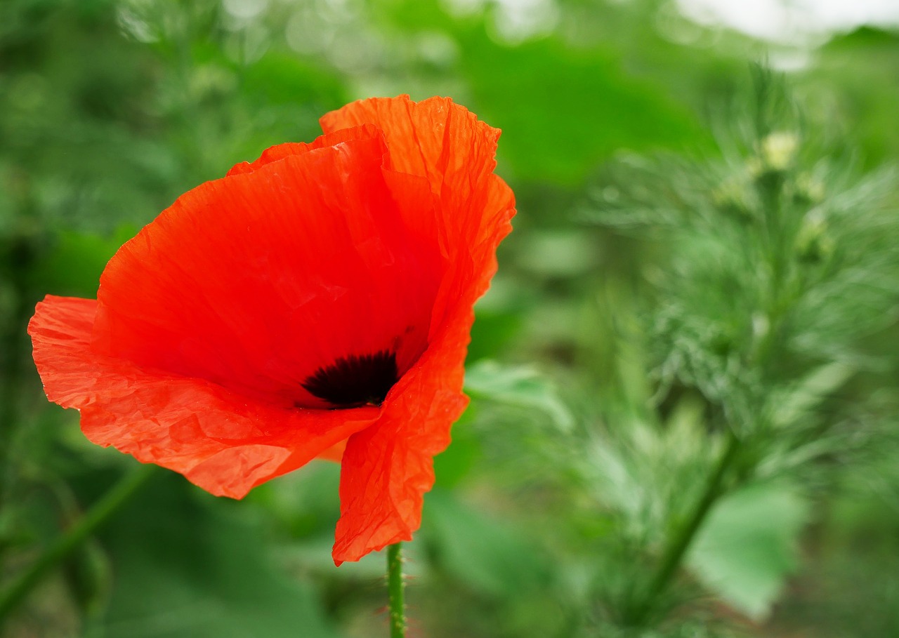 poppy  cornflower  blossom free photo